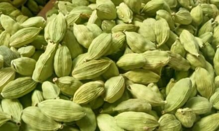 Uses & Benefits of Cardamom